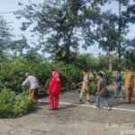 Perampingan dan Penebangan Pohon di Desa Senteluk Batulayar, Cegah Terjadinya Pohon Tumbang