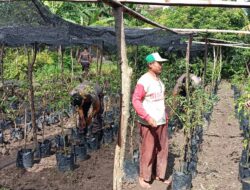 Dukung Program Ketahanan Pangan Nasional, Polsek Jereweh kembangkan pekarangan dengan tanaman bergizi