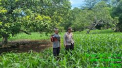 Polri Dukung Ketahanan Pangan Nasional: Pemantauan Lahan Tumpang Sari di Bawah Pohon Jambu Mente Milik Warga