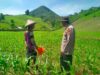 Polisi Penggerak Ketahanan Pangan Polres Sumbawa Barat Dampingi Pemupukan Jagung, Petani Optimis Hasil Panen Meningkat