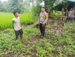 Polsek Pekat Dukung Ketahanan Pangan: Bhabinkamtibmas Karombo Pantau Lahan Pertanian Warga