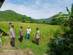 Dukung Ketahanan Pangan, Kapolsek Seteluk Tinjau Lahan Jagung di Lima Desa