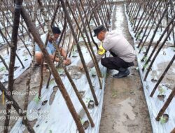 Bhabinkamtibmas Polsek Buer Kunjungi Kebun Warga, Dukung Program Ketahanan Pangan