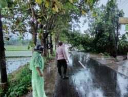 Pohon Tumbang di Labuapi, Lalu Lintas Sempat Tersendat