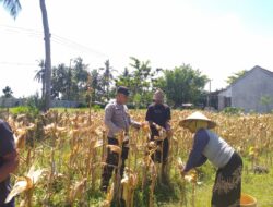 Bhabinkamtibmas Desa Kuripan Timur Dukung Program Ketahanan Pangan Lewat Panen Jagung Hibrida
