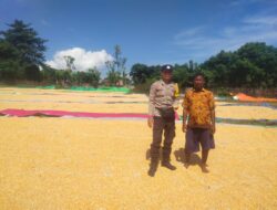 Bhabinkamtibmas Lasi Kawal Panen Jagung Warga Dukung Ketahanan Pangan Nasional