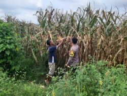 Dukung Indonesia Emas 2045, Bhabinkamtibmas Nusa Jaya Pantau Pemanfaatan Lahan Pertanian