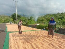 Totalitas Dukung Ketahanan Pangan Nasional Bhabinkamtibmas Polsek Soromandi Bantu Proses Pengeringan Jagung Warga