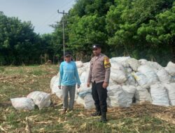 Bhabinkamtibmas Desa Serakapi pantau hasil panen jagung dalam mendukung program ketahanan pangan nasional menuju Indonesia Emas 2045