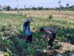 Sinergi Bhabinkamtibmas dan Warga Dukung Ketahanan Pangan Lokal