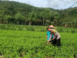 Bhabinkamtibmas Dukung Ketahanan Pangan di Sekotong