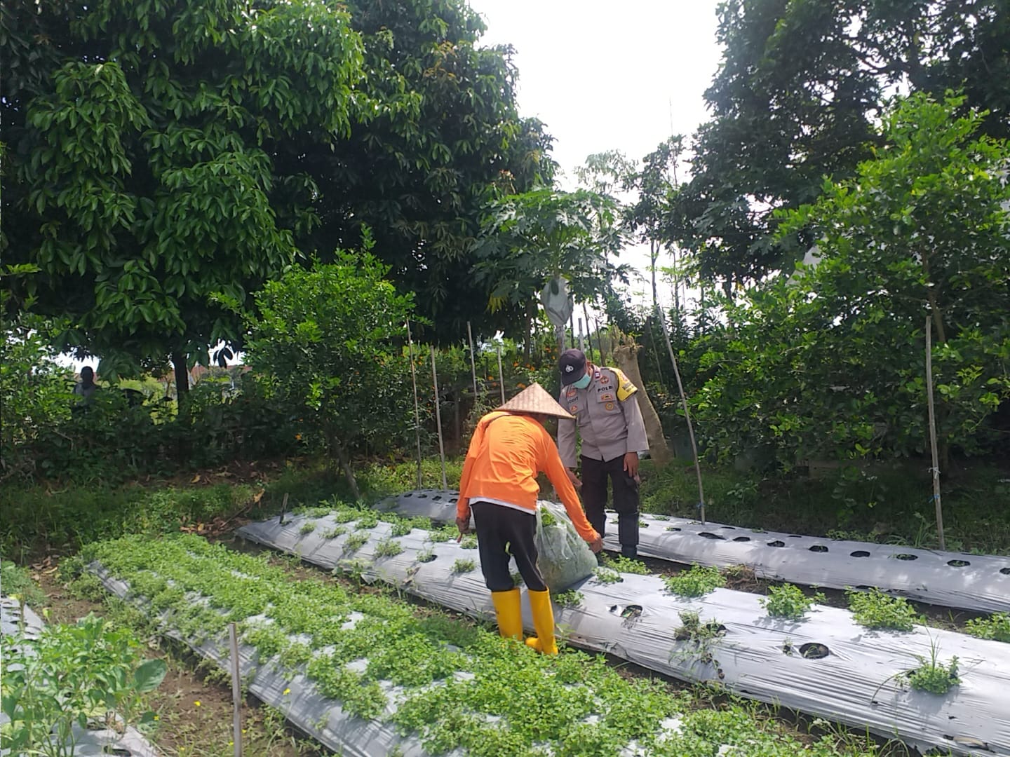 Bhabinkamtibmas Desa Jagaraga Ajarkan Warga Pemanfaatan Lahan untuk Ketahanan Pangan