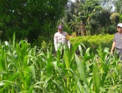 Polri Dampingi Petani Jagung: Sinergi untuk Ketahanan Pangan