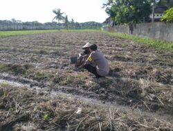 Bhabinkamtibmas Kuripan Dukung Ketahanan Pangan Lewat Pemanfaatan Pekarangan