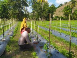 Bhabinkamtibmas Dukung Ketahanan Pangan Lewat DDS di Lahan Cabai Warga