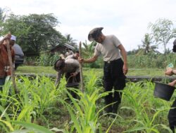 Polres Lombok Tengah Dukung Ketahanan Pangan Nasional: Bantu Petani Pupuk Lahan Jagung.