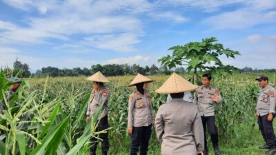 Polisi dan Petani Bersinergi: Kawal Panen Jagung Lombok Barat