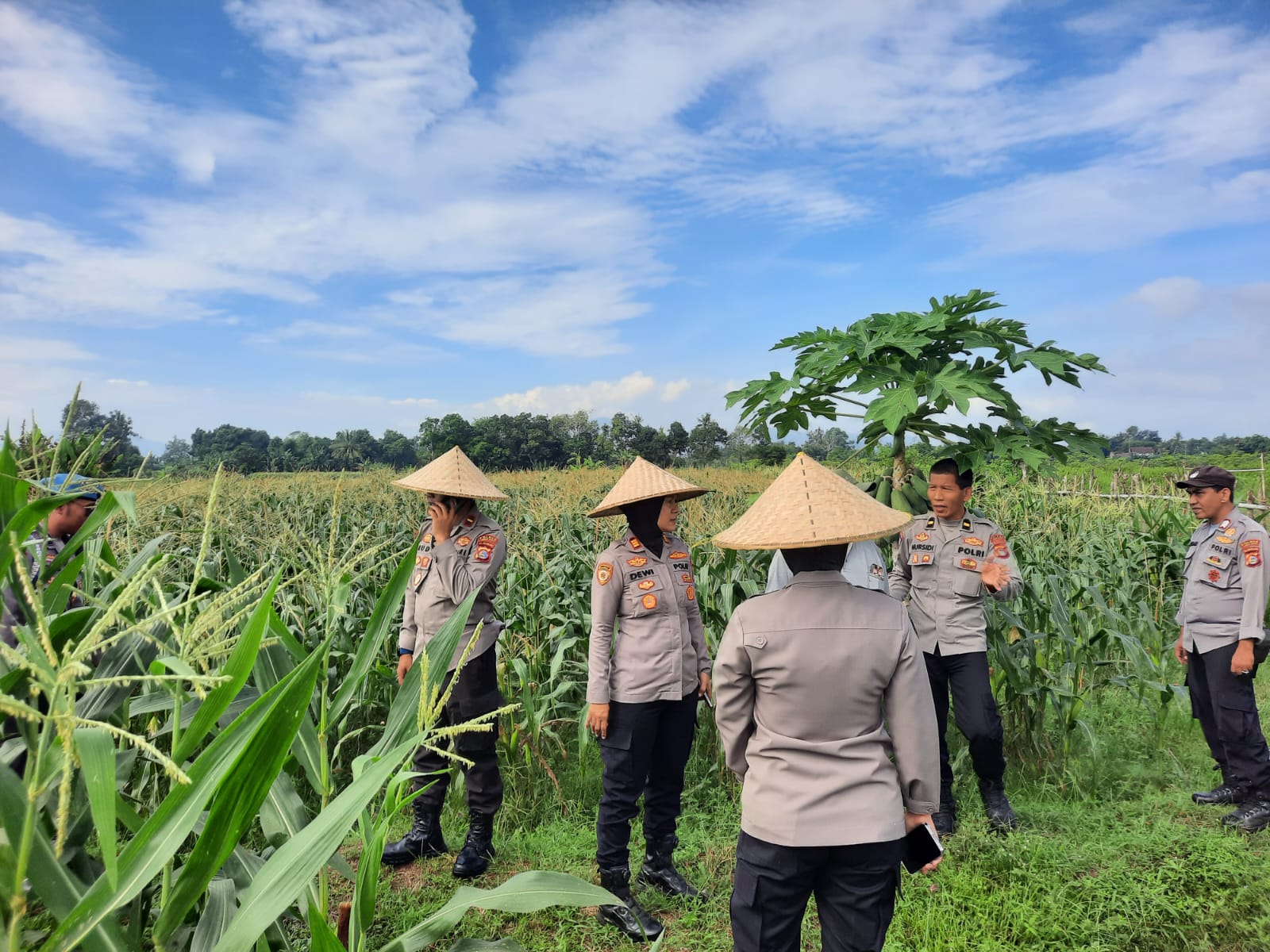 Polisi dan Petani Bersinergi: Kawal Panen Jagung Lombok Barat
