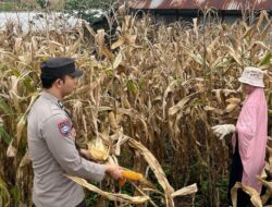 Wujudkan Indonesia Yang Swasembada Pangan, Bhabinkamtibmas Polsek Donggo Terjun Bantu Warga Panen Jagung