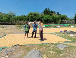 Bhabinkamtibmas Dampingi Warga Jemur Jagung Dukung Ketahanan Pangan Menuju Indonesia Emas 2045