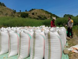 Dukung Ketahanan Pangan, Bhabinkamtibmas Marada Dampingi Warga Jemur Jagung di Tengah Cuaca Ekstrem