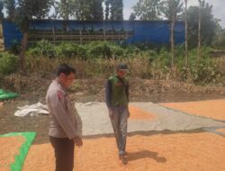 Bantu Jemur Jagung Warga Binaan Bhabinkamtibmas Polsek Donggo Mendukung Program Ketahanan Pangan Nasional