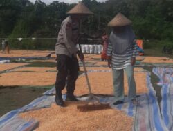 Bhabinkamtibmas Kelurahan Nungga Bantu Jemur Jagung Warga, Dukung Program Ketahanan Pangan