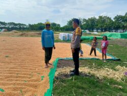 Dukung Ketahanan Pangan, Bhabinkamtibmas Desa Marada Lakukan Pemantauan Hasil Panen Jagung Warga
