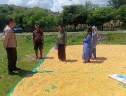 Dukung Ketahanan Pangan Nasional, Bhabinkamtibmas Desa Marada Lakukan Pemantauan Hasil Panen Warga