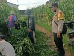 Bhabinkamtibmas Dampingi Panen Jagung di Ombe Baru Dukung Swasembada Pangan