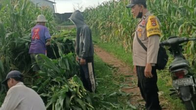 Bhabinkamtibmas Dampingi Panen Jagung di Ombe Baru Dukung Swasembada Pangan
