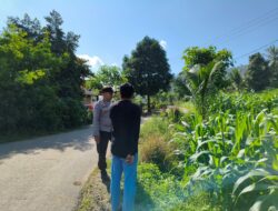 Bhabinkamtibmas Dampingi Petani Jagung di Mareje Timur, Lembar