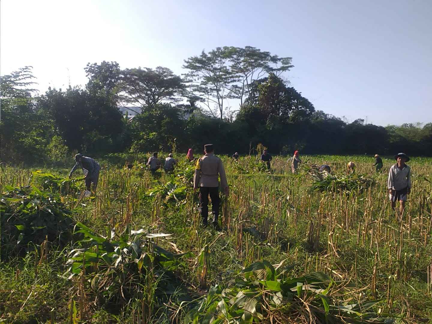 Bhabinkamtibmas Desa Jagaraga Aktif Dorong Ketahanan Pangan Lokal