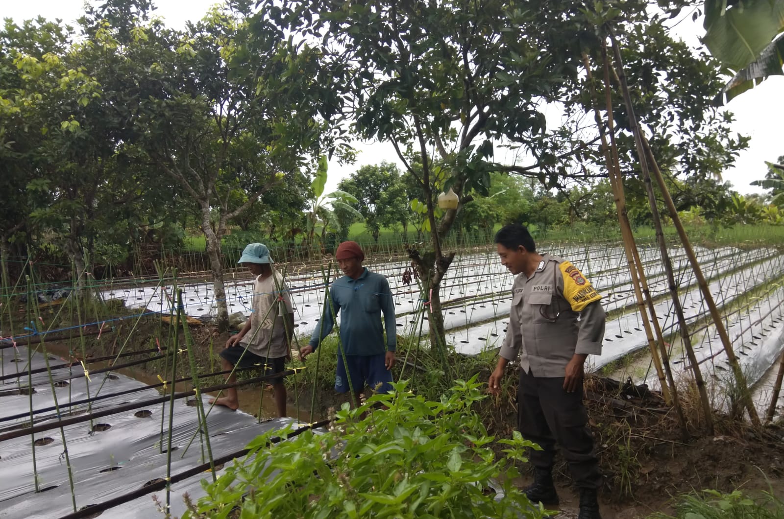 Bhabinkamtibmas Desa Kediri Dukung Ketahanan Pangan Lewat Sambang Petani
