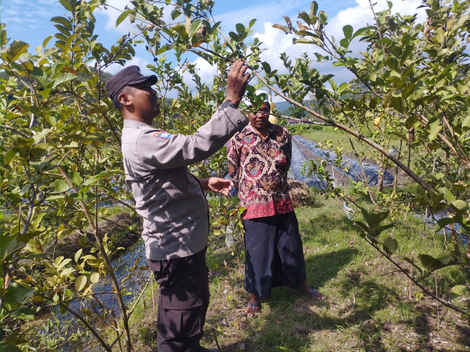 Bhabinkamtibmas Gapuk Dukung Petani Jambu Kristal di Gerung