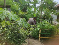 Bhabinkamtibmas Gerung Dukung Ketahanan Pangan Lewat Pekarangan Warga