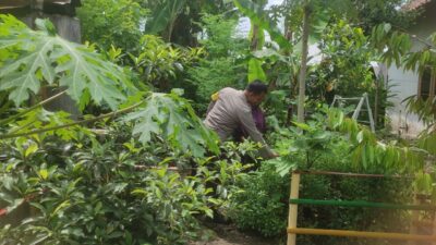 Bhabinkamtibmas Gerung Dukung Ketahanan Pangan Lewat Pekarangan Warga