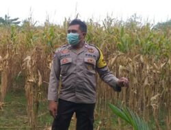 Bhabinkamtibmas Jagaraga Dukung Ketahanan Pangan di Dusun Beremi