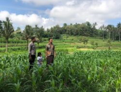 Bhabinkamtibmas Mareje Dukung Petani Jagung di Lembar
