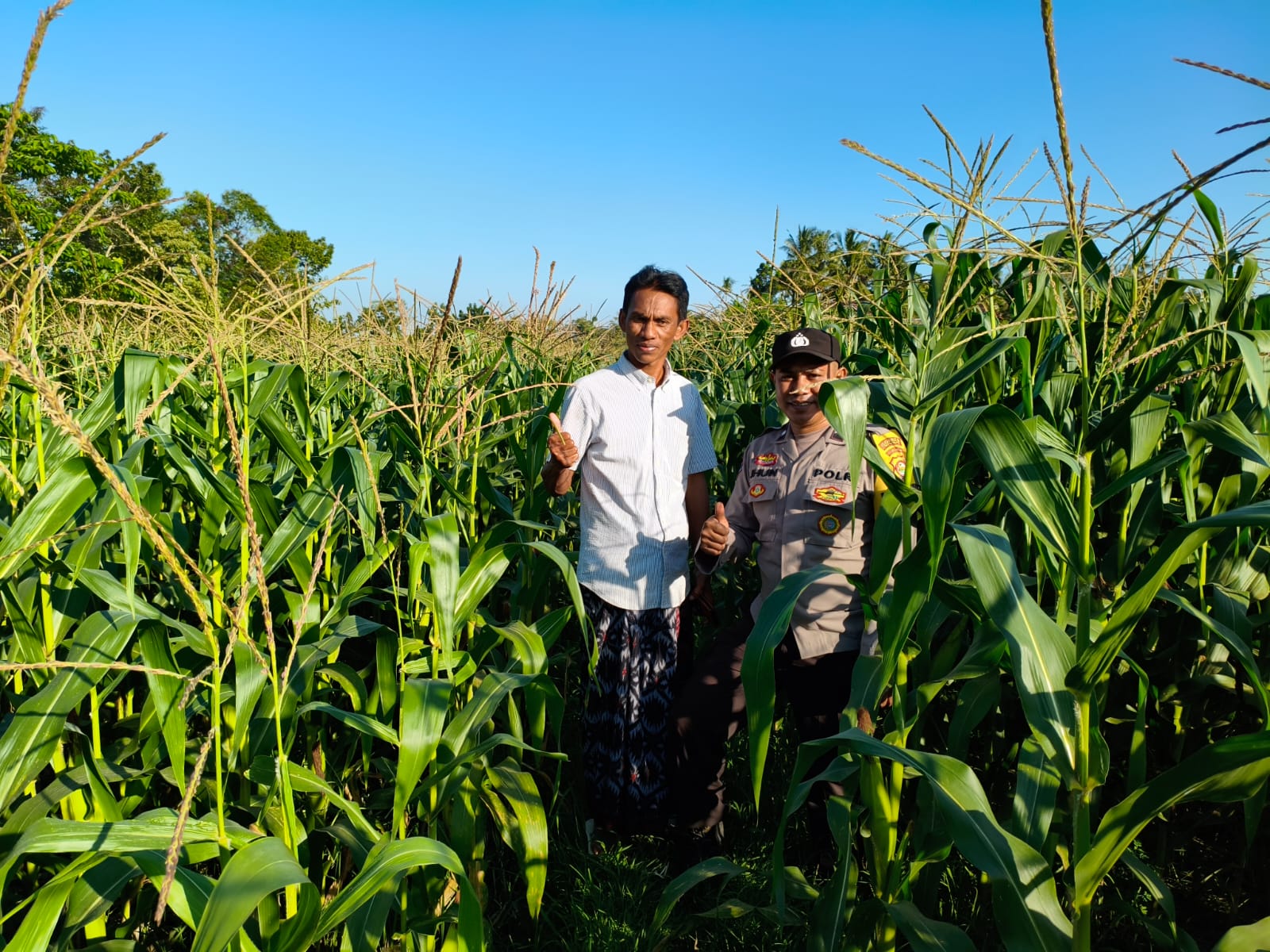 Bhabinkamtibmas Mareje Timur Dampingi Petani Jagung Tingkatkan Hasil Panen