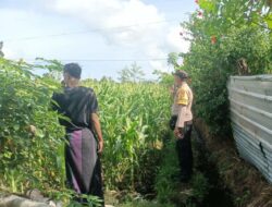 Bhabinkamtibmas Dukung Petani Jagung di Lombok Barat