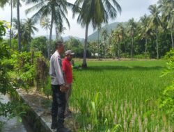 Bhabinkamtibmas Sekotong Dukung Swasembada Pangan di Batu Putih