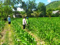 Bhabinkamtibmas Dorong Budidaya Jagung di Sekotong
