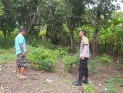 Polsek Sekotong Ajak Swasembada Cabai di Desa Batu Putih