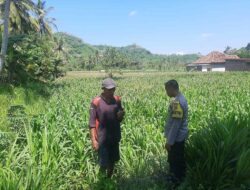 Bhabinkamtibmas Dukung Petani Jagung di Sekotong Timur