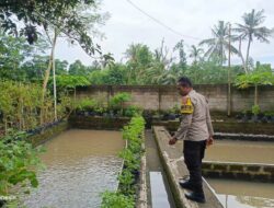 Ketahanan Pangan Dimulai dari Dusun Pesongoran, Lombok Barat