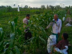 Bhabinkamtibmas Kuripan Utara Dampingi Petani Hadapi Kemarau Basah