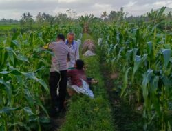 Bhabinkamtibmas Kuripan Utara Dukung Ketahanan Pangan Lewat Silaturahmi Petani