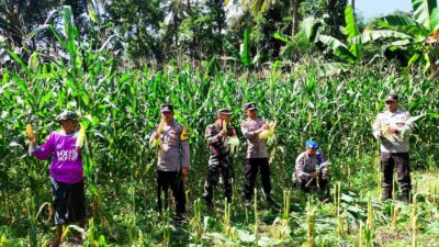 Panen Raya Jagung di Lombok Barat, Wujud Sinergi TNI-Polri dan Petani