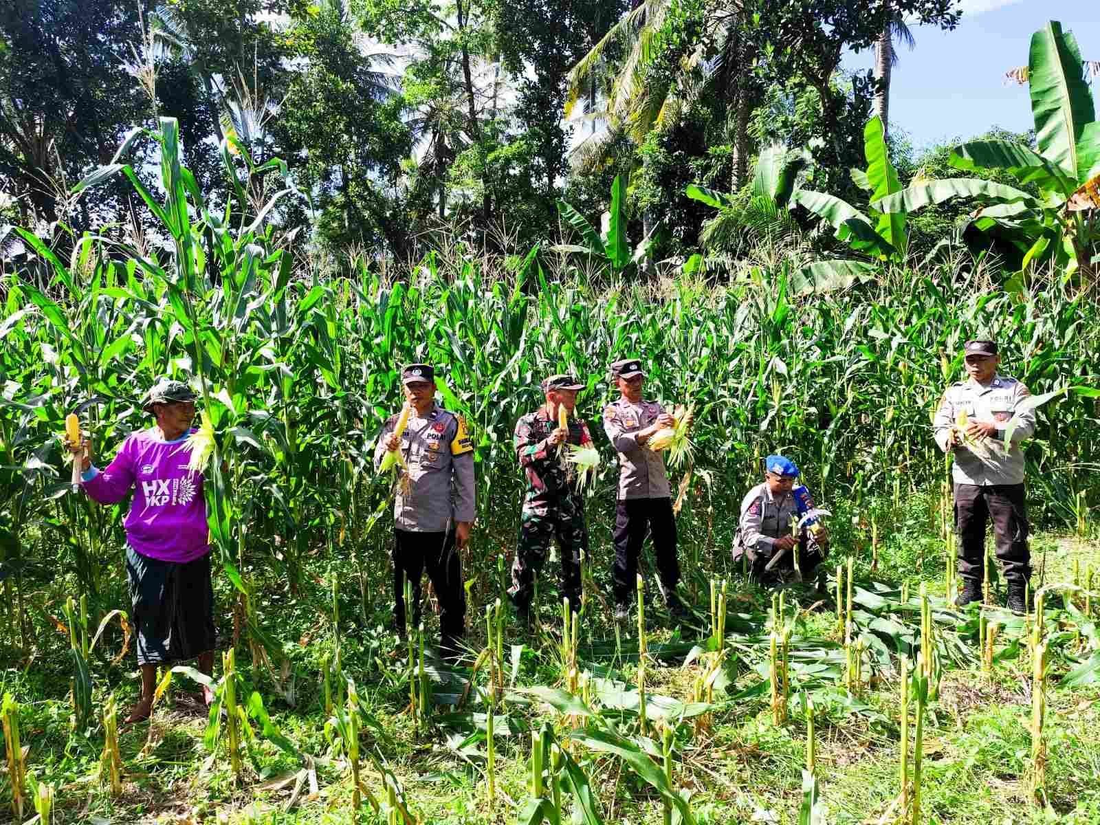 Dukung Ketahanan Pangan, Polri Hadir dalam Panen Raya Jagung NTB